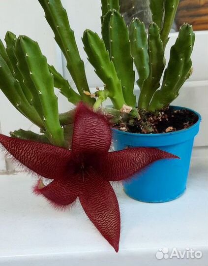 Стапелия Грандифлора