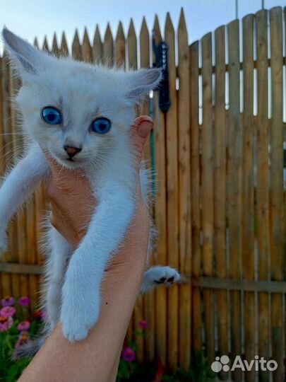 Котёнок в дар, обработан от блох, проглистован
