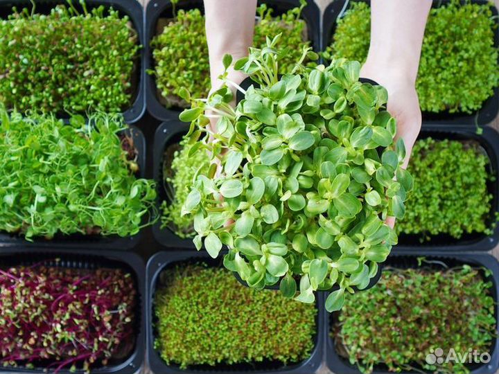 Микрозелень