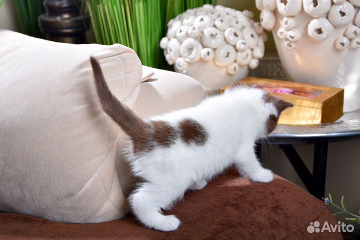 Британский шоколадный арлекин