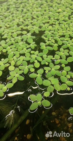 Гуппи Эндлера