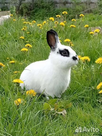Вязка кролика