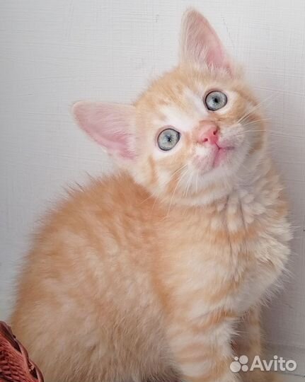 Котёнок