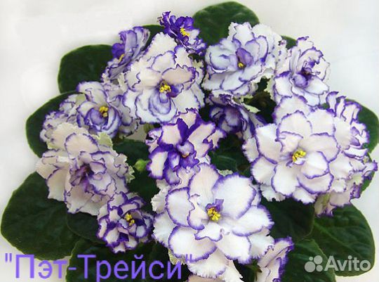 Фиалки, сингониумы,Спатифиллум, фикус Бенджамина