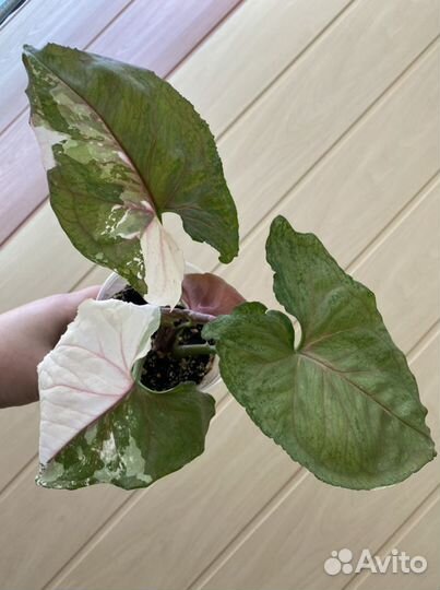 Комнатные растения