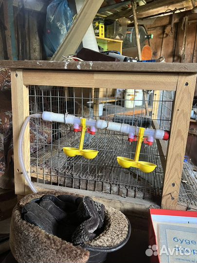 Клетки для перепелов