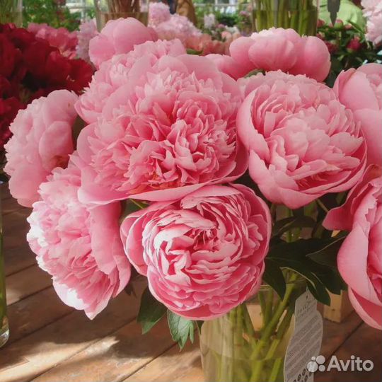 Пион этчед сальмон корни и саженцы