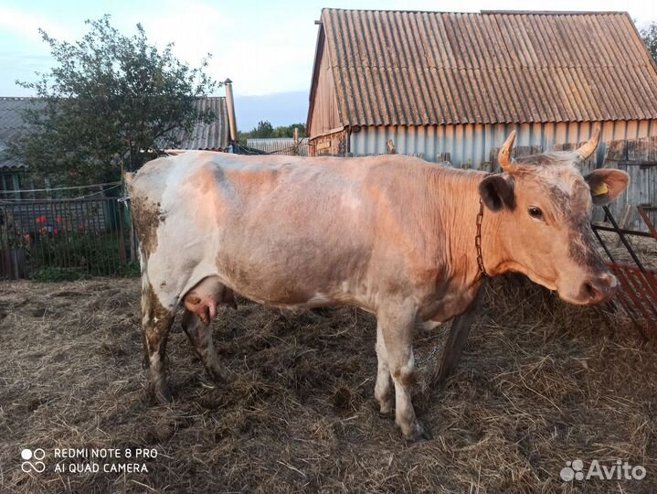 Корова дойная