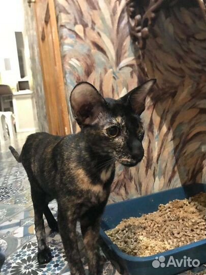 Ориентальные