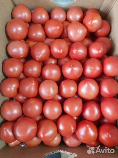 Помидоры ростов
