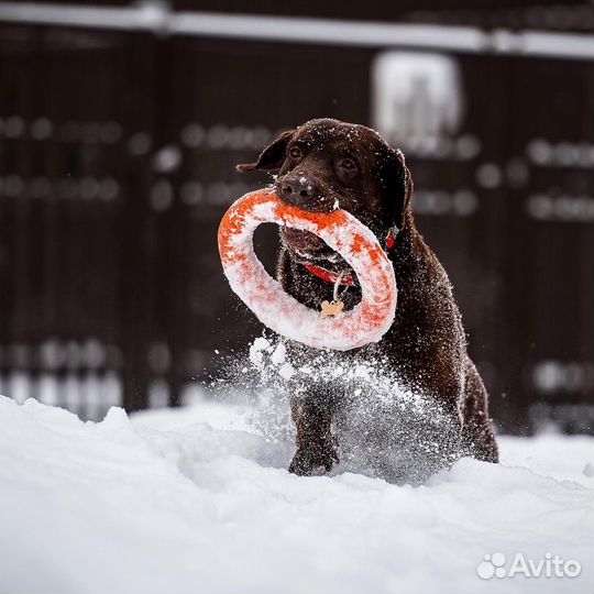 Шоколадный лабрадор Валико ищет семью