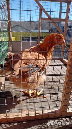 Кучинская юбилейная куры