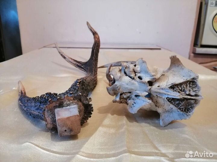 Рога косули для интерьера