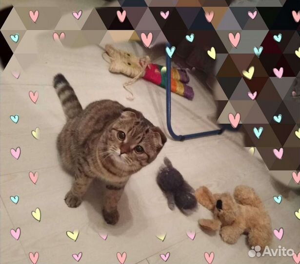 Передержка кошек