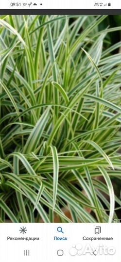 Папиромия,осока