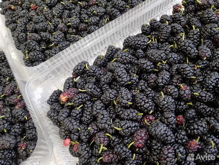 Тутовник спелый домашний,последний сбор