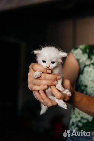 Британские котята от породистой кошки объявление продам