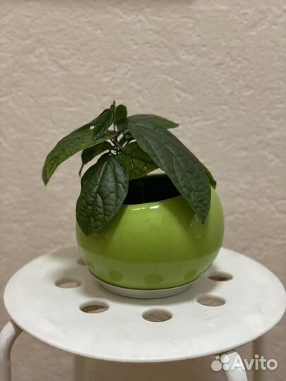 Клеродендрум