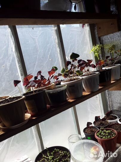 Оксалисы разные