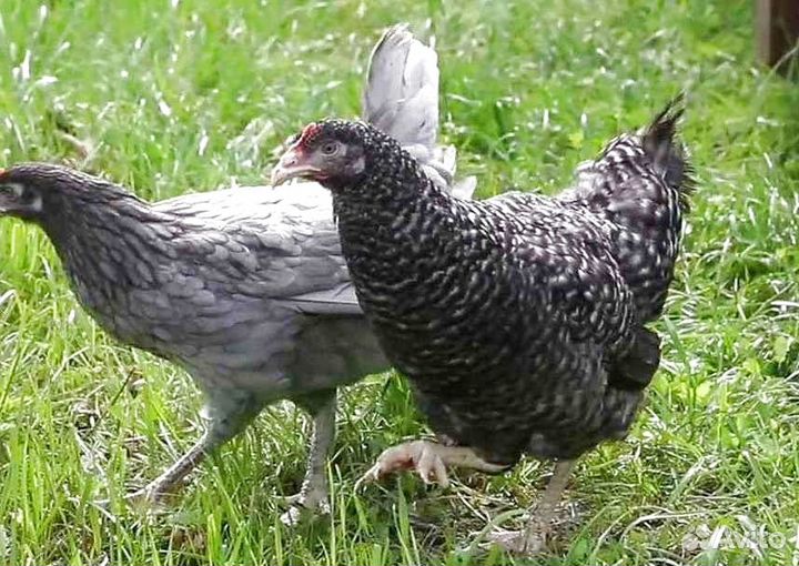 Куры молодки несушки с доставкой до дома