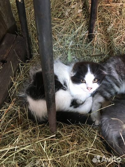 Котята мальчики вислоухие бесплатно