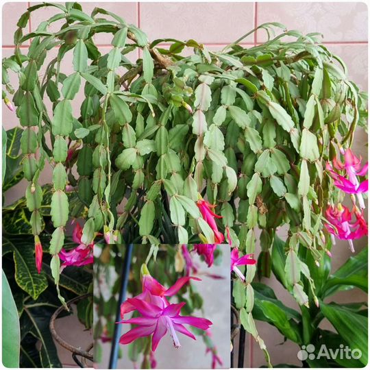 Эхмея. Декабрист (шлюмбергера)