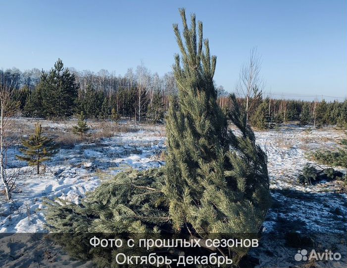 Сосна сентябрьская новогодняя опт