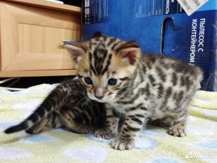 Бенгальские котята