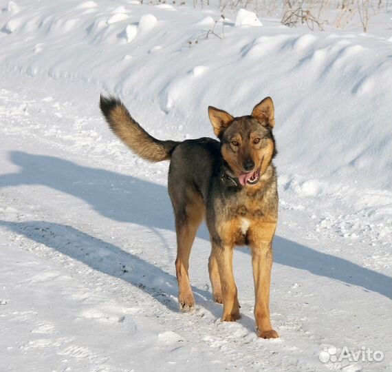 Патрик рыжее солнышко