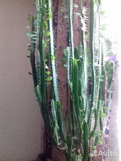 Кактус молочай треугольный