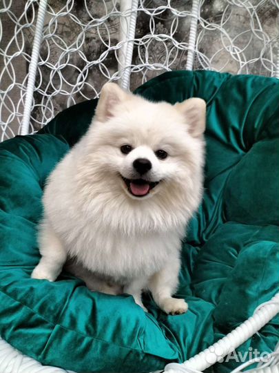 Немецкий шпиц вязка