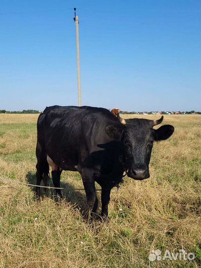 Продаю коров