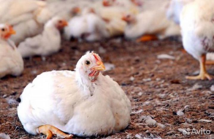 Бройлер кооб -500, росс 308