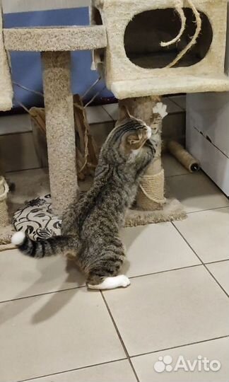 Котик Мурчик ищет дом