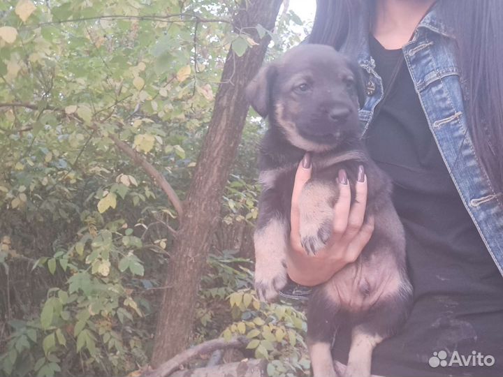 Щенок в добрые руки