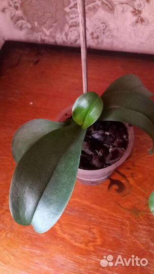 Орхидея фаленопсис