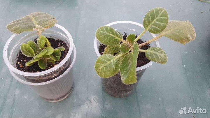 Глоксиния Красные чернила