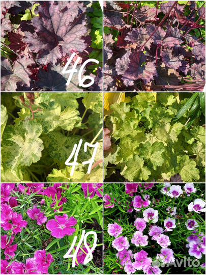 Многолетние цветы для сада