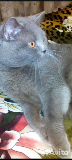 Британец для вязки