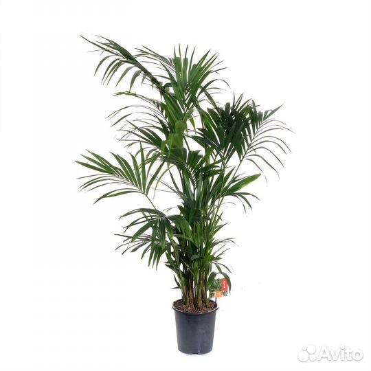 Неприхотливые растения