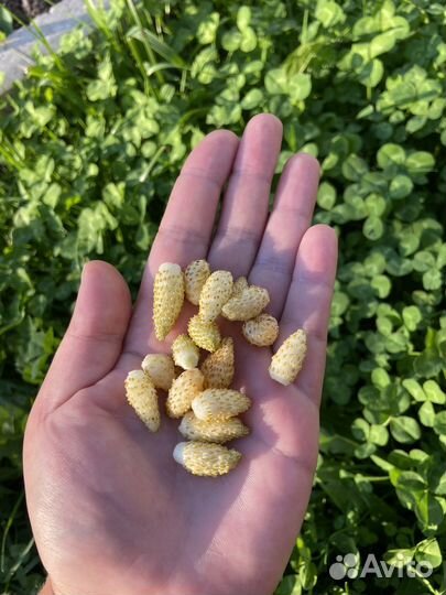 Саженцы земляники жёлтое чудо