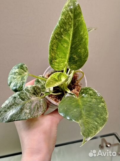 Филодендрон гигантум вариегатный