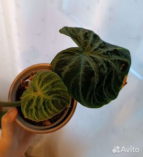 Филодендрон Веррукосум / Бородавчатый