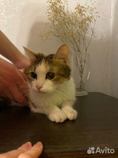 Кошка трехцветная