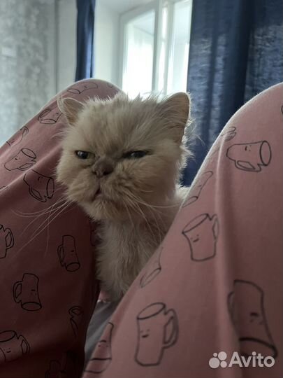 Персидская