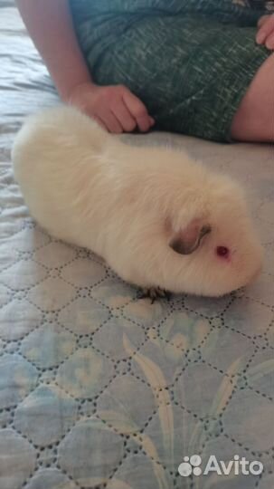 Морские свинки