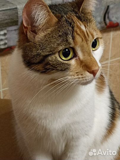 Кошка