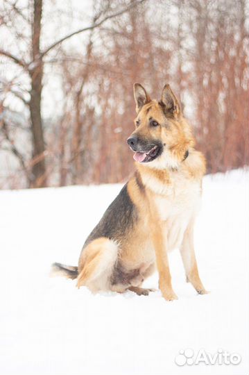 Немецкая овчарка собака в добрые руки