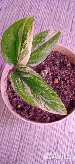 Филодендрон кобра желтая