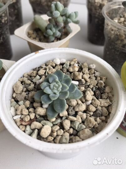 Суккуленты